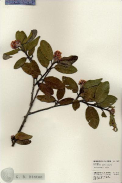 URN_catalog_HBHinton_herbarium_24027.jpg.jpg