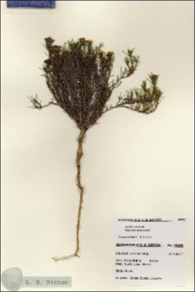 URN_catalog_HBHinton_herbarium_28393.jpg.jpg