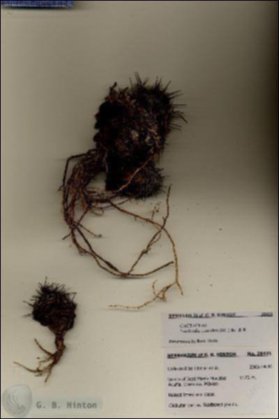 URN_catalog_HBHinton_herbarium_28421.jpg.jpg