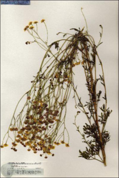 URN_catalog_HBHinton_herbarium_20779.jpg.jpg