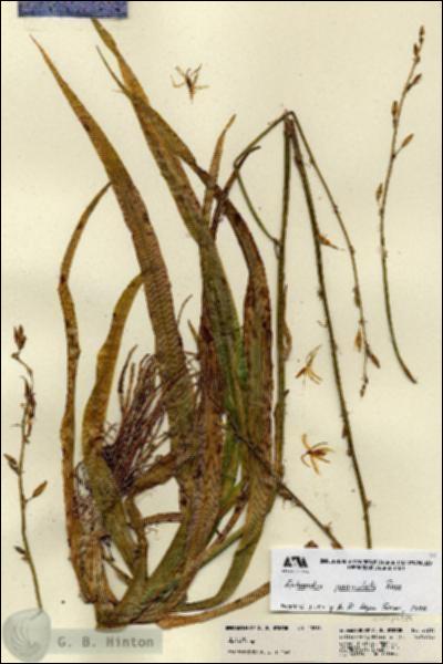 URN_catalog_HBHinton_herbarium_23213.jpg.jpg