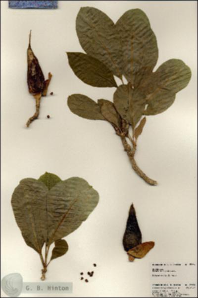 URN_catalog_HBHinton_herbarium_23836.jpg.jpg