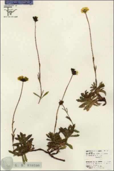 URN_catalog_HBHinton_herbarium_26138.jpg.jpg