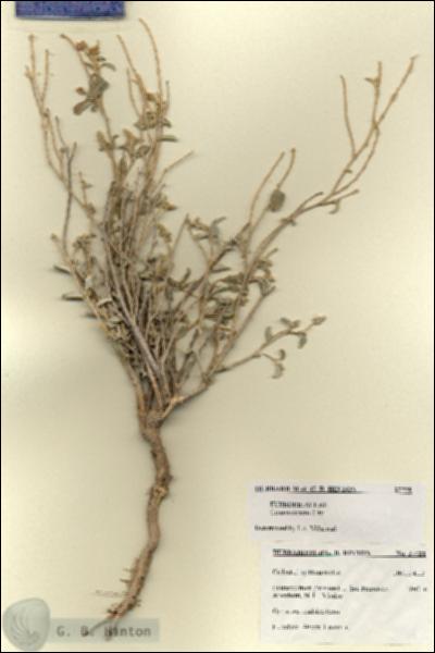 URN_catalog_HBHinton_herbarium_27728.jpg.jpg