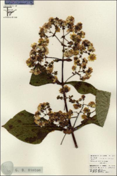 URN_catalog_HBHinton_herbarium_26016.jpg.jpg