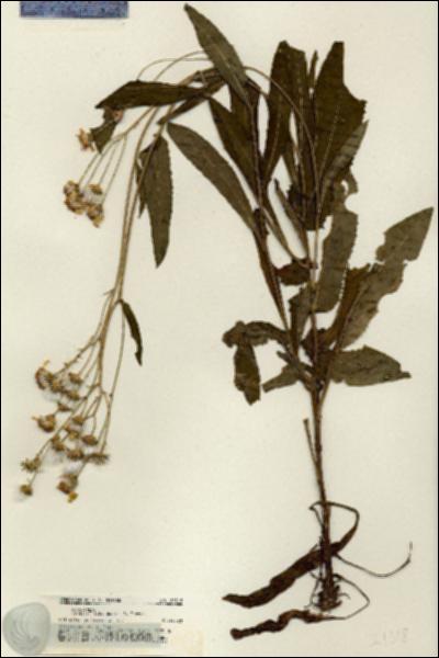 URN_catalog_HBHinton_herbarium_21318.jpg.jpg