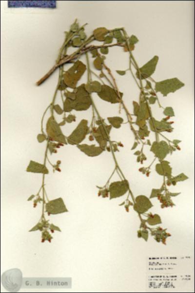 URN_catalog_HBHinton_herbarium_23181.jpg.jpg