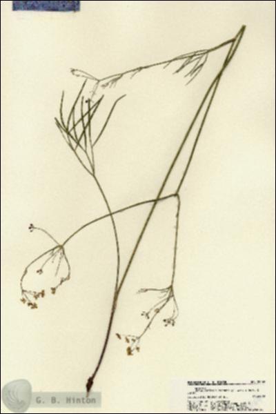 URN_catalog_HBHinton_herbarium_22069.jpg.jpg