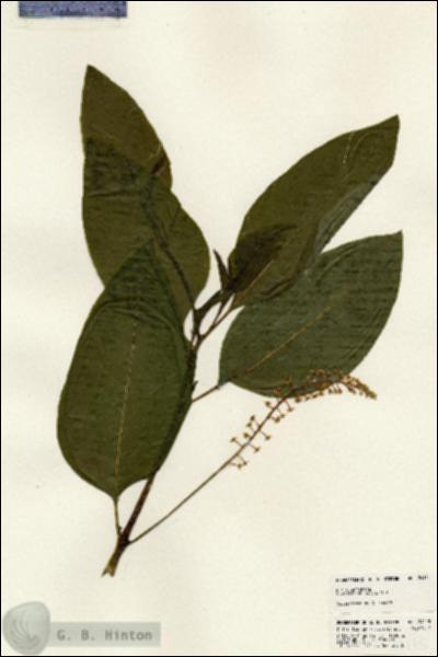 URN_catalog_HBHinton_herbarium_24115.jpg.jpg