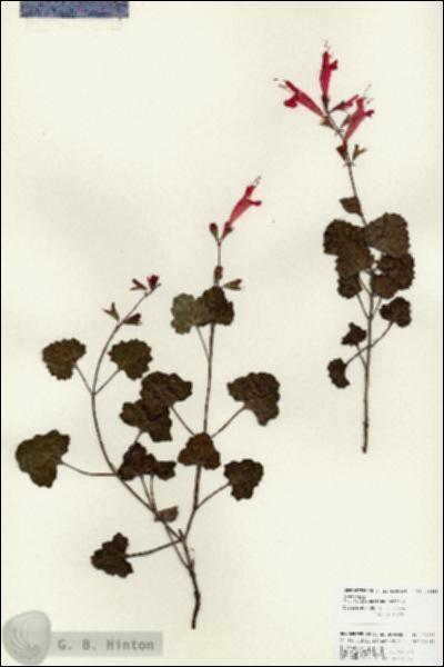 URN_catalog_HBHinton_herbarium_25941.jpg.jpg