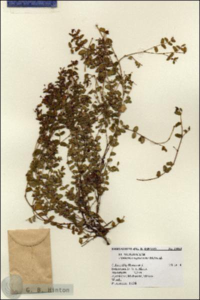 URN_catalog_HBHinton_herbarium_12014.jpg.jpg
