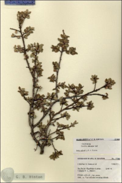 URN_catalog_HBHinton_herbarium_27300.jpg.jpg