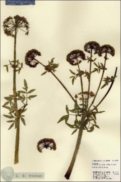 URN_catalog_HBHinton_herbarium_22671.jpg.jpg