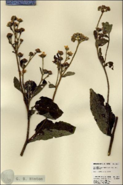 URN_catalog_HBHinton_herbarium_23278.jpg.jpg