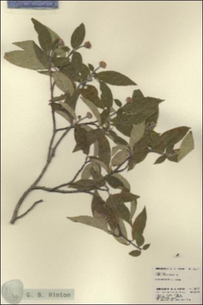 URN_catalog_HBHinton_herbarium_22617.jpg.jpg