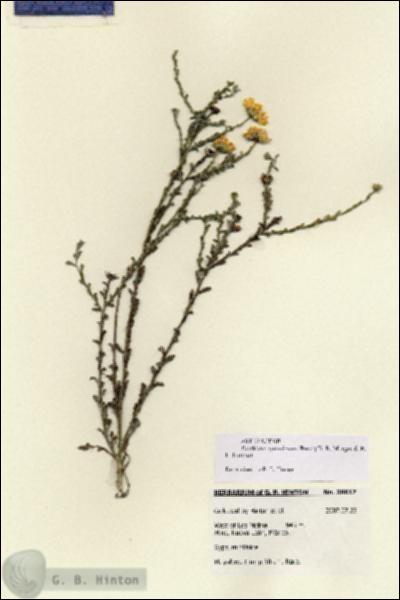 URN_catalog_HBHinton_herbarium_18617.jpg.jpg