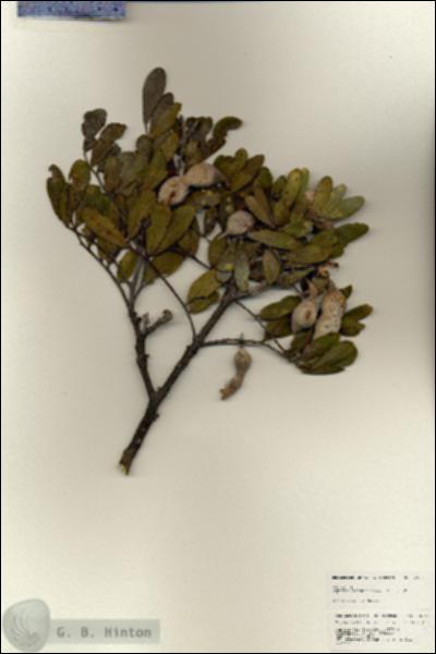 URN_catalog_HBHinton_herbarium_25153.jpg.jpg