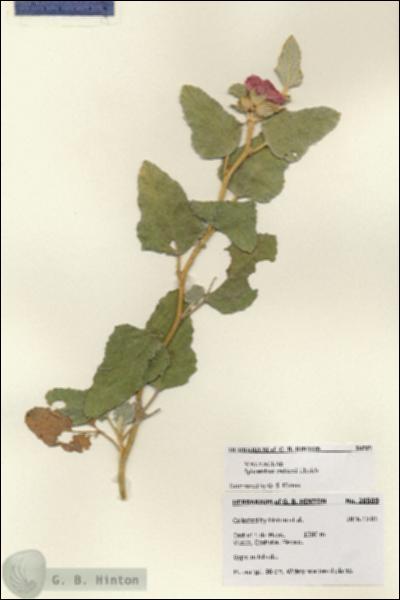 URN_catalog_HBHinton_herbarium_28509.jpg.jpg