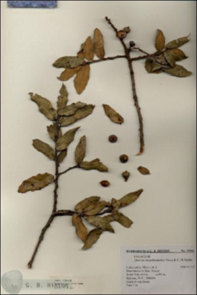 URN_catalog_HBHinton_herbarium_19296.jpg.jpg