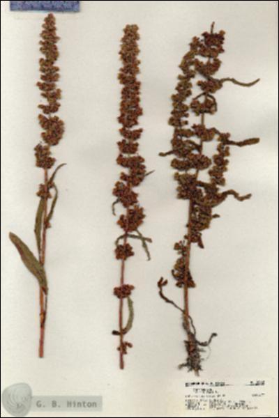 URN_catalog_HBHinton_herbarium_20462.jpg.jpg