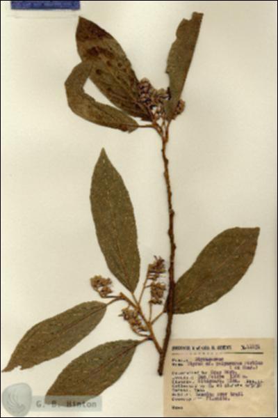 URN_catalog_HBHinton_herbarium_11831.jpg.jpg