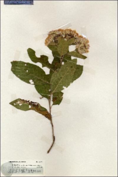 URN_catalog_HBHinton_herbarium_20045.jpg.jpg