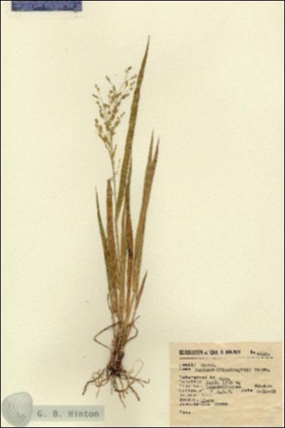 URN_catalog_HBHinton_herbarium_4413.jpg.jpg