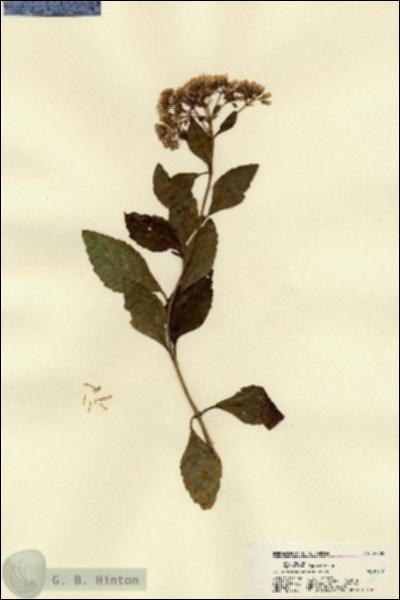 URN_catalog_HBHinton_herbarium_22502.jpg.jpg