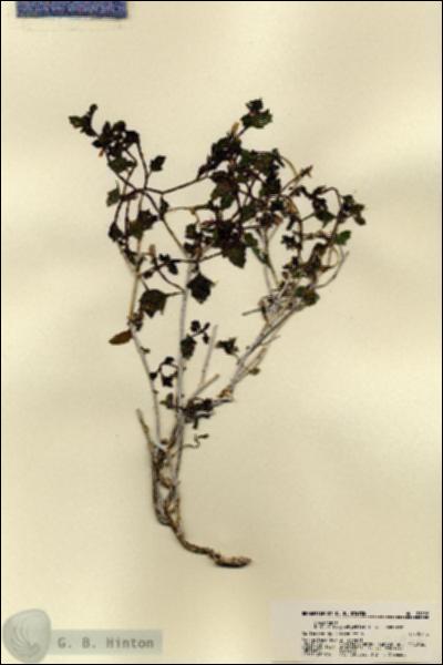 URN_catalog_HBHinton_herbarium_21996.jpg.jpg
