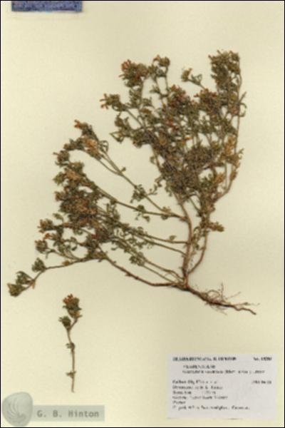 URN_catalog_HBHinton_herbarium_18286.jpg.jpg