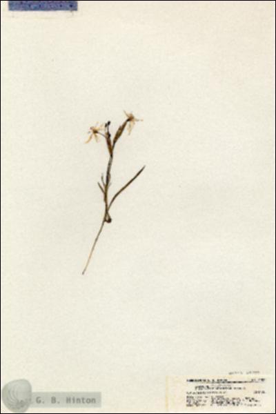URN_catalog_HBHinton_herbarium_20882.jpg.jpg