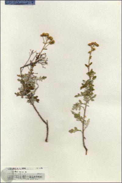 URN_catalog_HBHinton_herbarium_20791.jpg.jpg