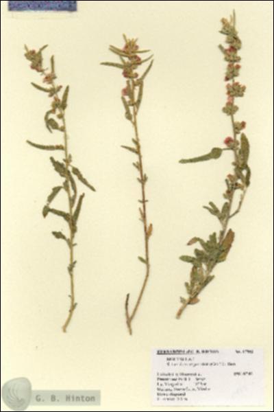 URN_catalog_HBHinton_herbarium_17843.jpg.jpg
