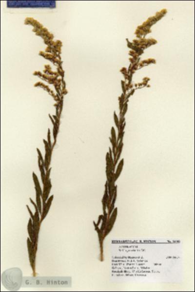 URN_catalog_HBHinton_herbarium_28283.jpg.jpg