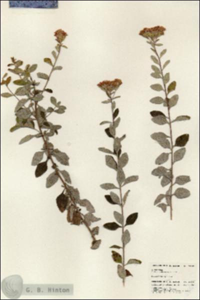URN_catalog_HBHinton_herbarium_24863.jpg.jpg