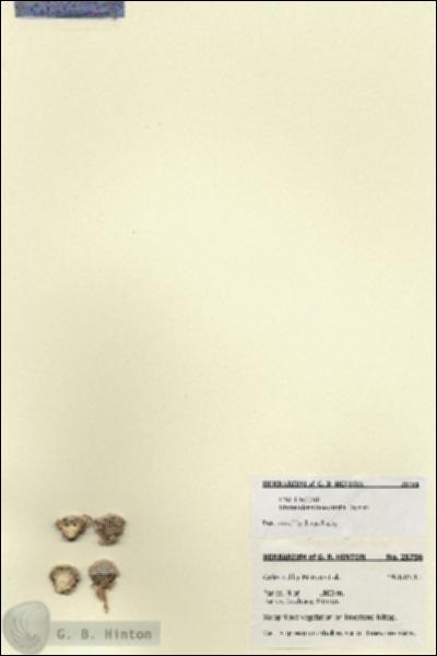 URN_catalog_HBHinton_herbarium_25756.jpg.jpg