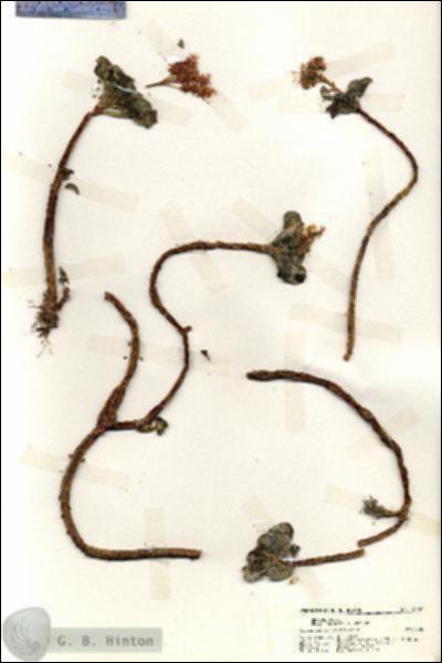 URN_catalog_HBHinton_herbarium_19287.jpg.jpg