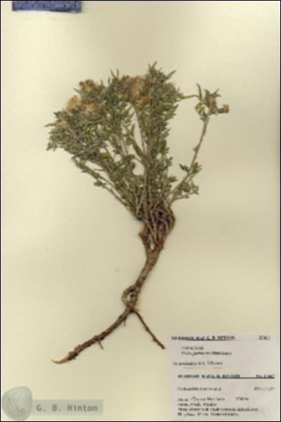 URN_catalog_HBHinton_herbarium_27417.jpg.jpg