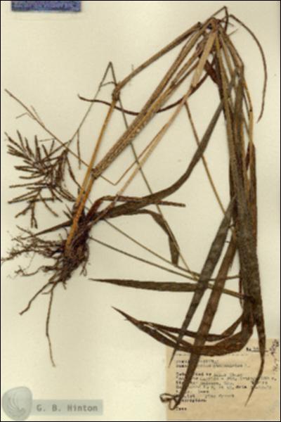 URN_catalog_HBHinton_herbarium_14659.jpg.jpg