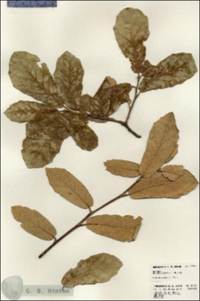 URN_catalog_HBHinton_herbarium_22979.jpg.jpg