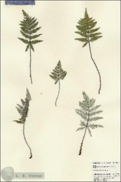 URN_catalog_HBHinton_herbarium_22593.jpg.jpg