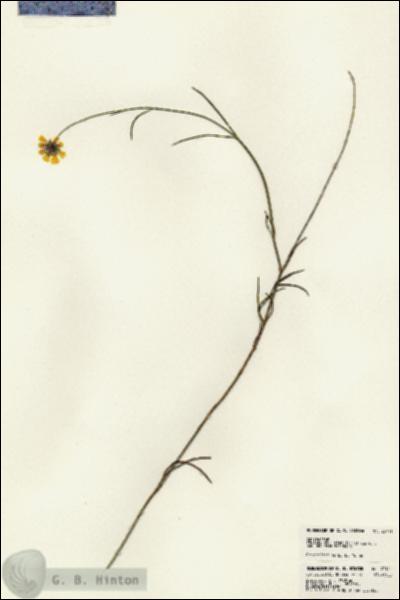 URN_catalog_HBHinton_herbarium_23111.jpg.jpg