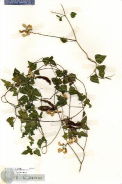 URN_catalog_HBHinton_herbarium_19177.jpg.jpg