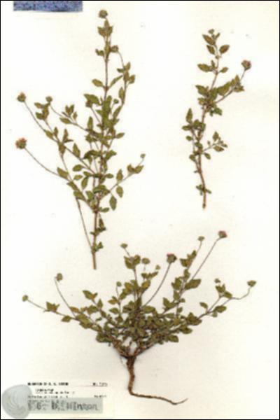 URN_catalog_HBHinton_herbarium_21136.jpg.jpg