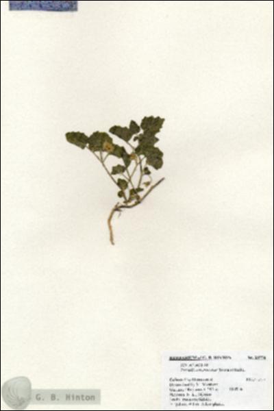 URN_catalog_HBHinton_herbarium_20774.jpg.jpg