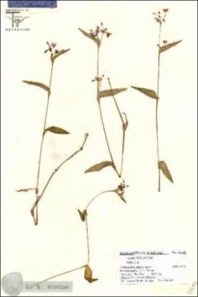 URN_catalog_HBHinton_herbarium_26692.jpg.jpg