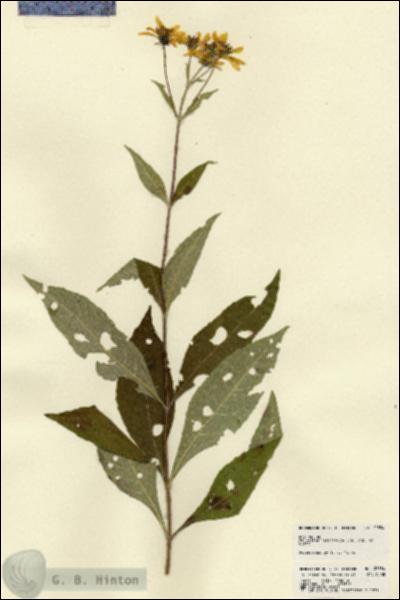 URN_catalog_HBHinton_herbarium_22384.jpg.jpg