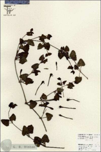 URN_catalog_HBHinton_herbarium_25875.jpg.jpg
