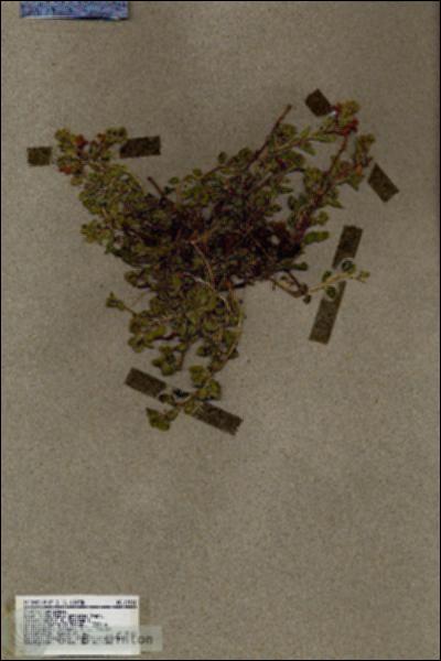 URN_catalog_HBHinton_herbarium_17011.jpg.jpg