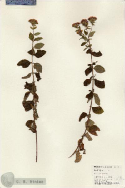URN_catalog_HBHinton_herbarium_24862.jpg.jpg